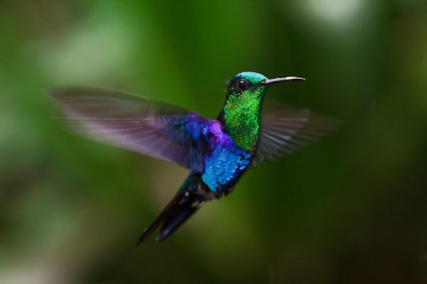 Kolibri